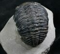 Bargain Phacops Trilobite From Morocco - #7952-2